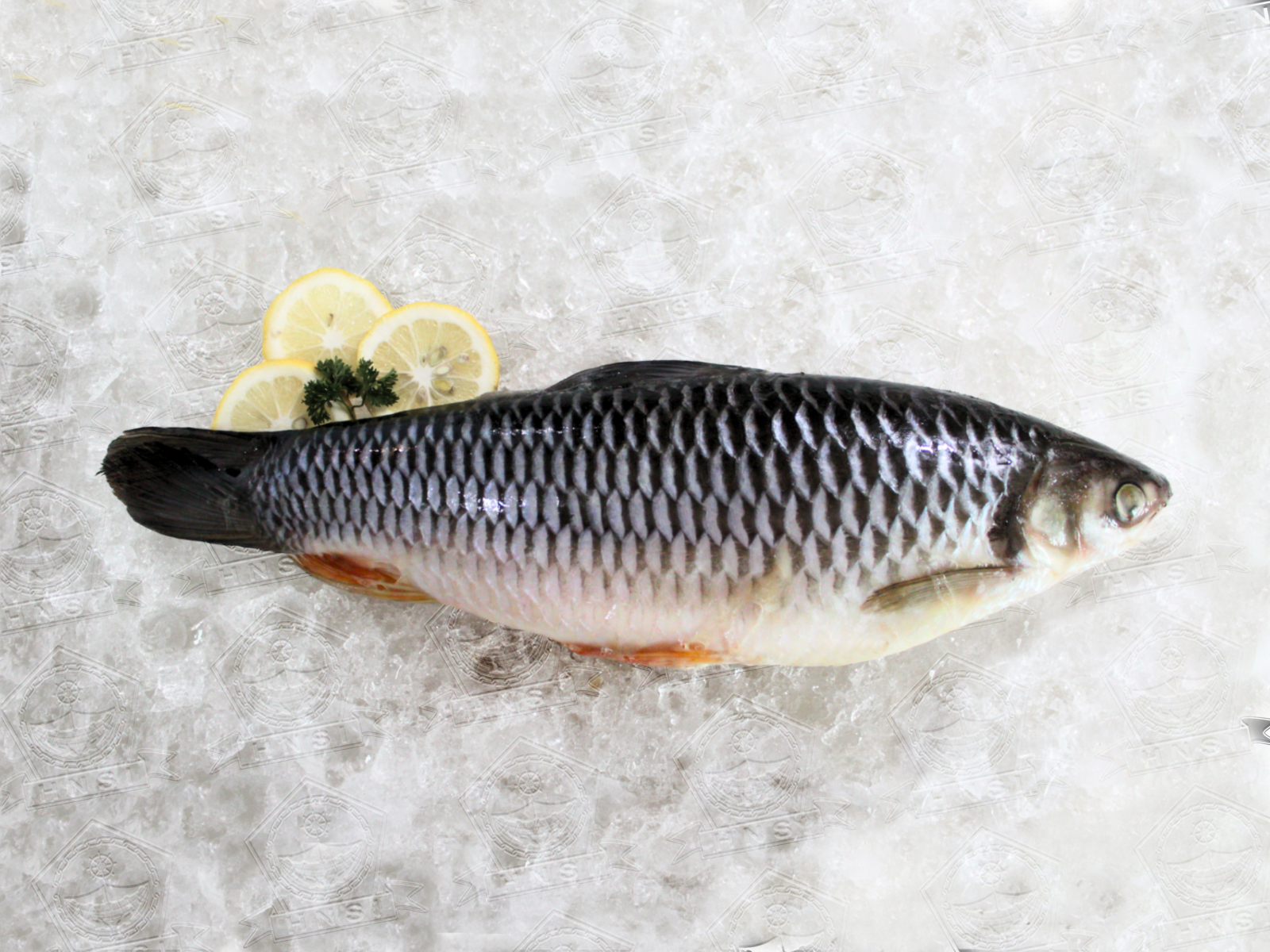 Jelawah