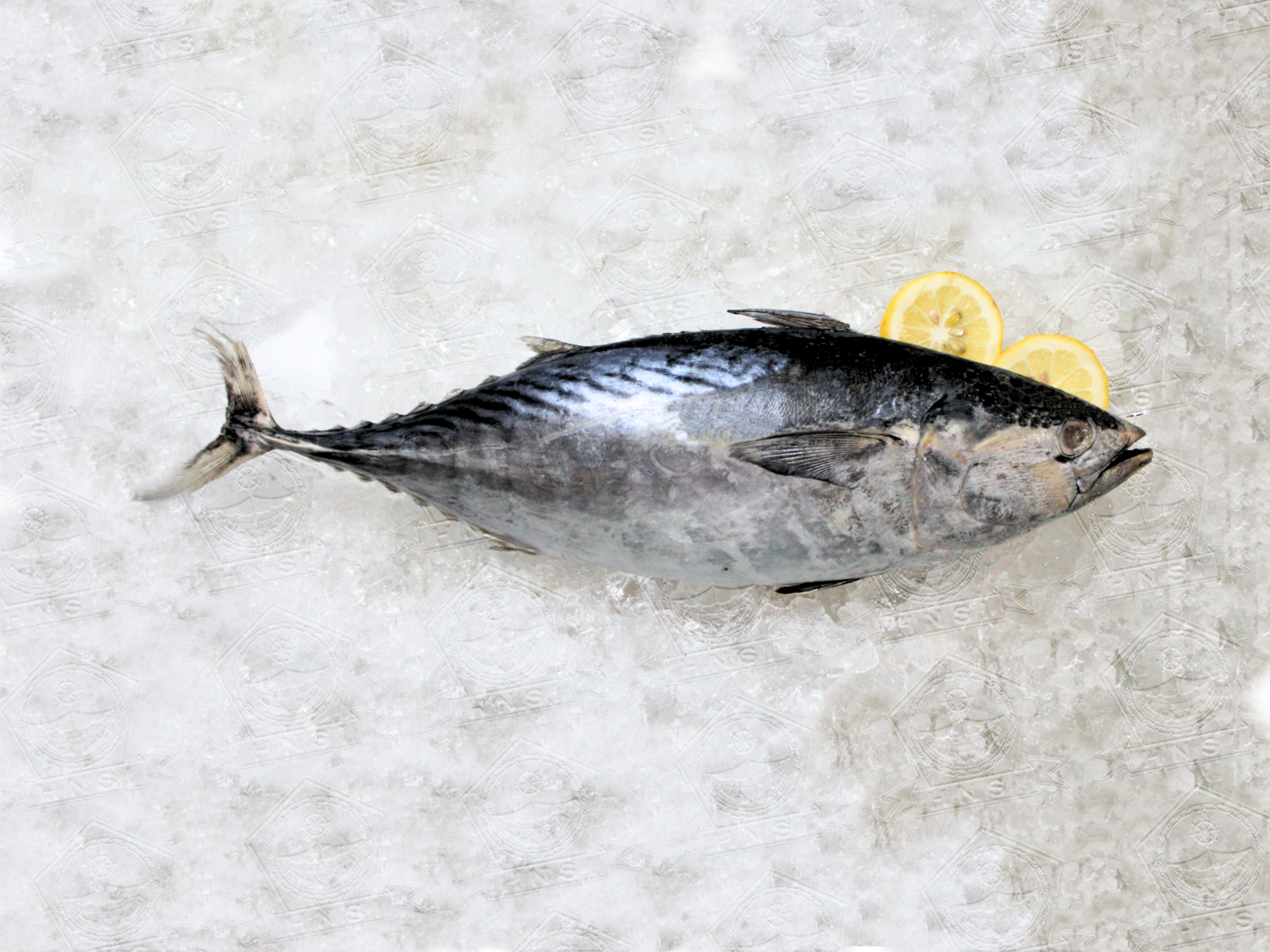 Tongkol