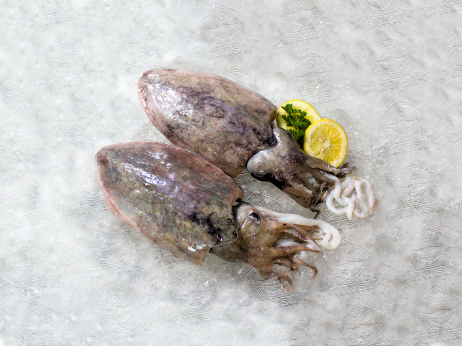 Sotong