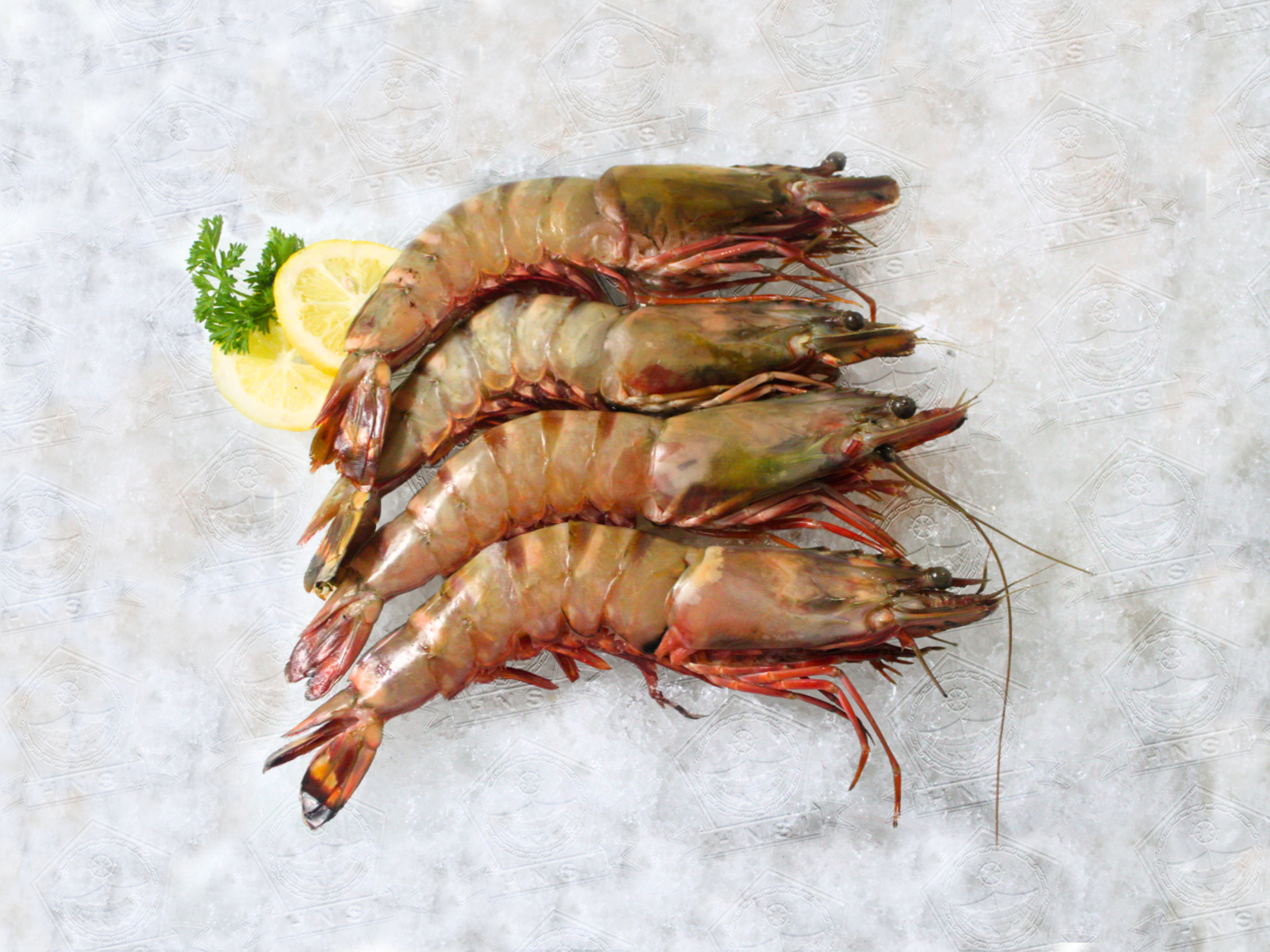 Udang Tiger Laut