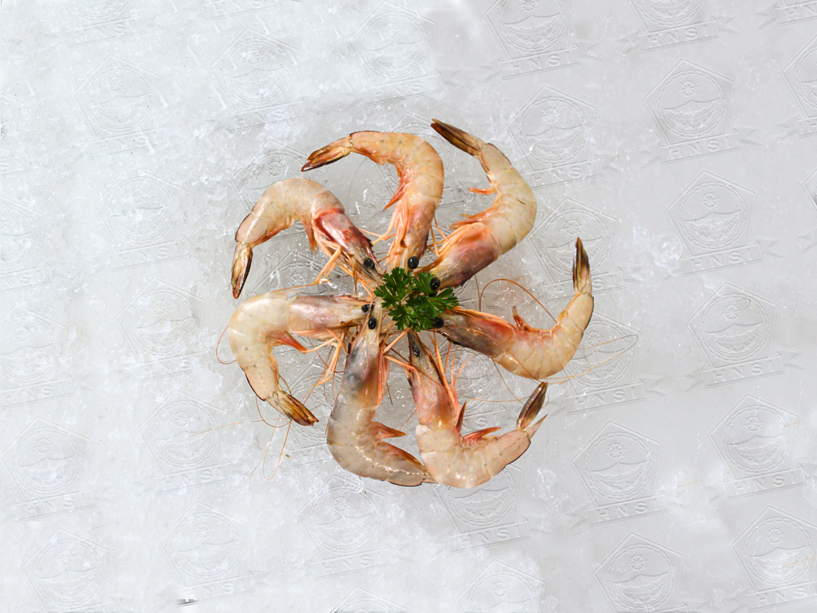 Udang Putih Laut